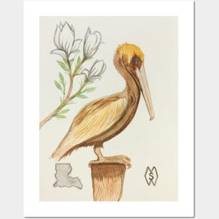 Louisiana state bird & flower, the pelican and magnolia Posters and Art